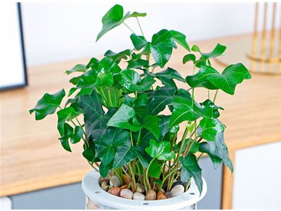 办公室绿植的培育方法