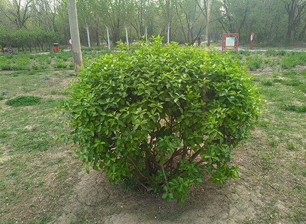 绿化苗木